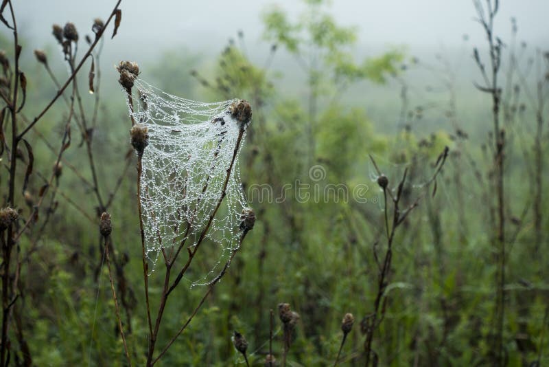 Cobwebs with dew drops on the grass.