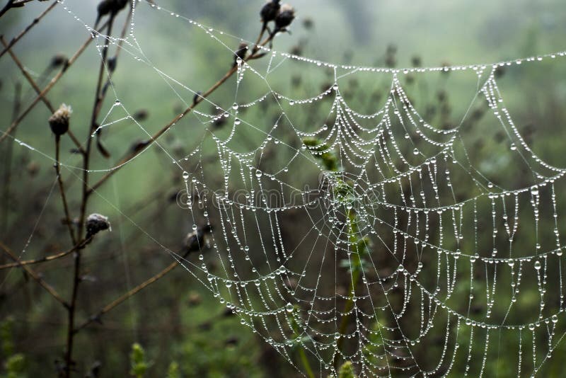 Cobwebs with dew drops on the grass.