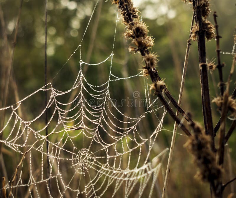 Cobwebs with dew drops on the grass.