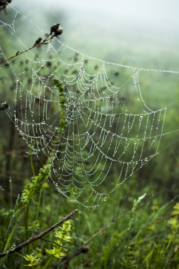 Cobwebs with dew drops on the grass.