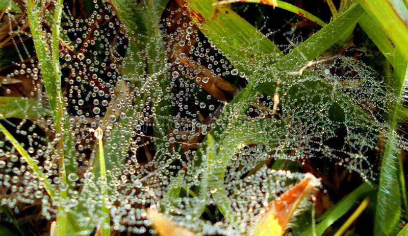 Beautiful drops of dew suspended in cobweb with herbal background. Beautiful drops of dew suspended in cobweb with herbal background