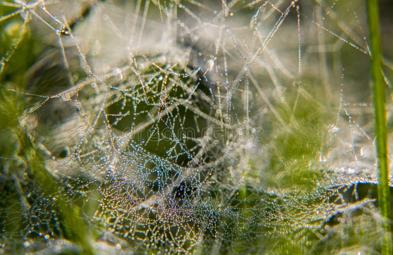 Morning dew drops on the web. Morning dew drops on the web.