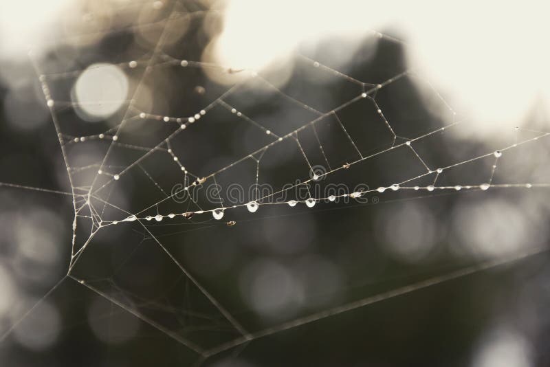 Cobwebs in the forest with drops of morning dew. Cobwebs in the forest with drops of morning dew