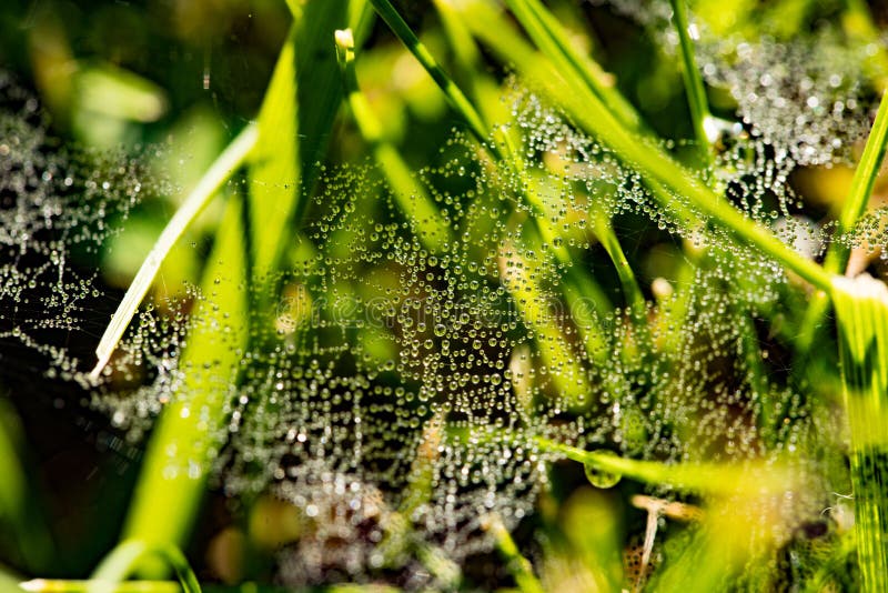 Beautiful Cobwebs With Drops Water From Morning Dew In Green Grass Outdoor. Close Up. Beautiful Cobwebs With Drops Water From Morning Dew In Green Grass Outdoor. Close Up.