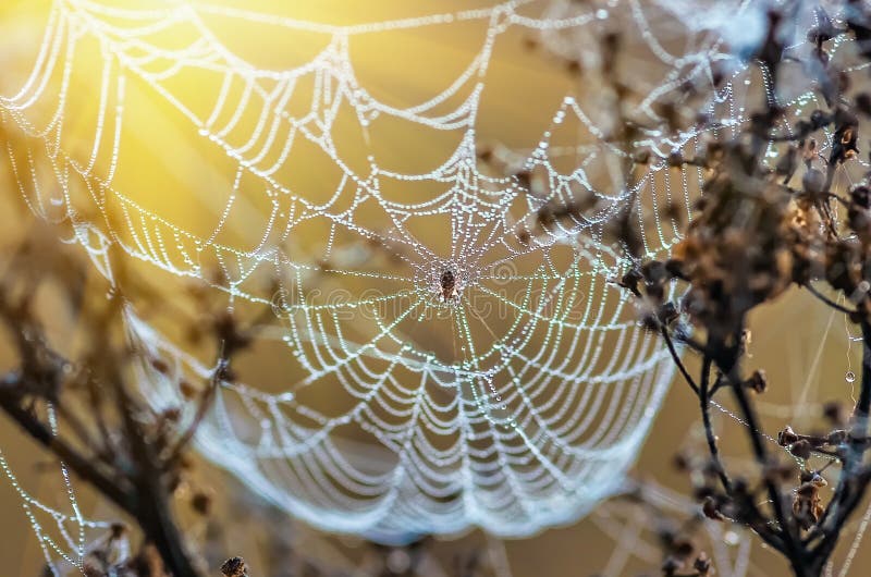 Closeup of cobwebs on dry grass foggy autumn morning. web and dew on a background of dry grass. Foggy morning. Wild nature. Closeup of cobwebs on dry grass foggy autumn morning. web and dew on a background of dry grass. Foggy morning. Wild nature.