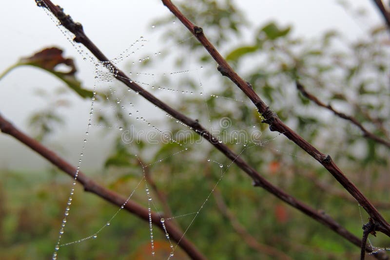 Cobwebs on the grass with dew drops - selective focus, copy space. Cobwebs on the grass with dew drops - selective focus, copy space