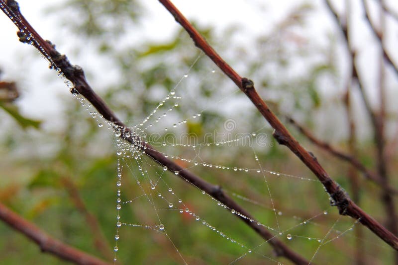 Cobwebs on the grass with dew drops - selective focus, copy space. Cobwebs on the grass with dew drops - selective focus, copy space