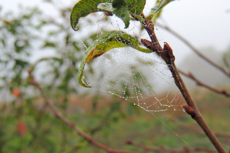 Cobwebs on the grass with dew drops - selective focus, copy space. Cobwebs on the grass with dew drops - selective focus, copy space