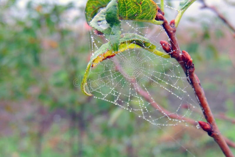 Cobwebs on the grass with dew drops - selective focus, copy space. Cobwebs on the grass with dew drops - selective focus, copy space