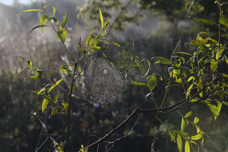 Macro grass in drops of dew and cobwebs in the rays of the setting sun in summer. Macro grass in drops of dew and cobwebs in the rays of the setting sun in summer