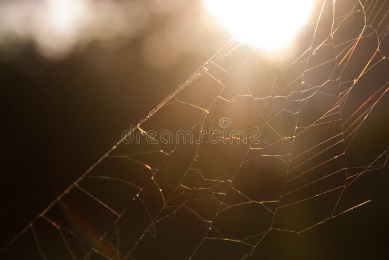 The house was frozen in time. cobwebs draped over antique