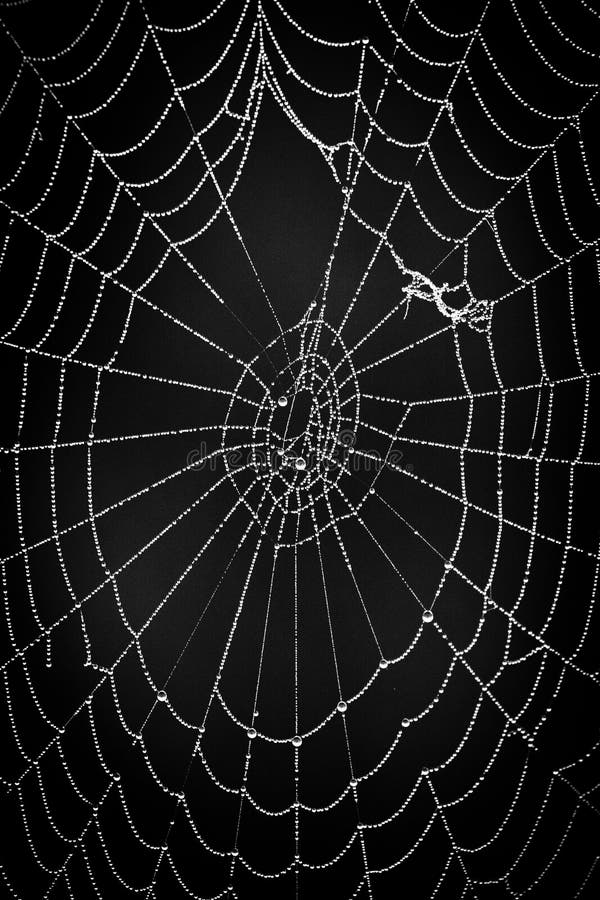 Cobwebs on a Natural Background Stock Image - Image of design, grid