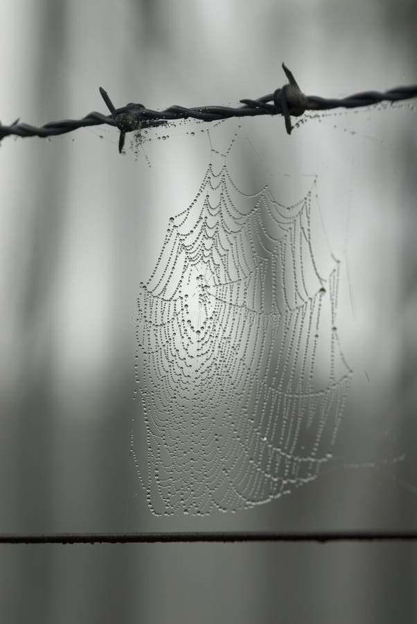 Cobwebs sulla vecchia rete fissa