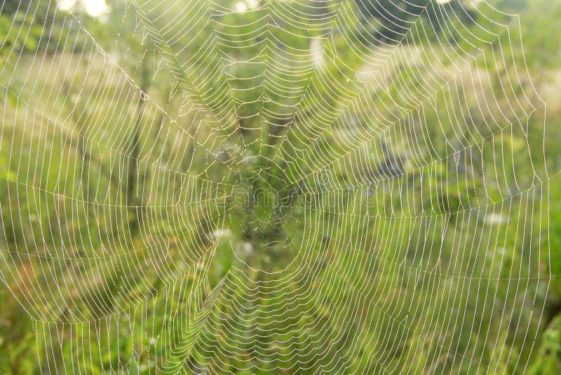 Cobwebs in sun light at dawn. Summer field at dawn. Droplets of dew on grass at dawn. Summer field with green grass