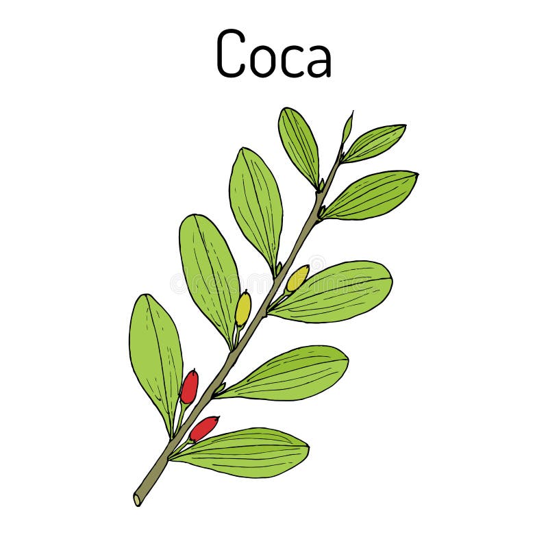 Coca Di Erythroxylum Illustrazione Disegnata a Mano Illustrazione