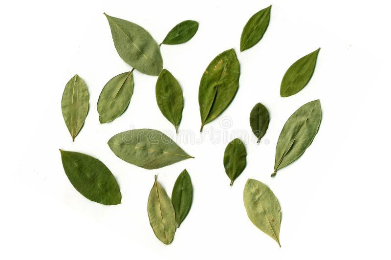 COCA LEAFS stock photo. Image of plant, valley, texture 1700328
