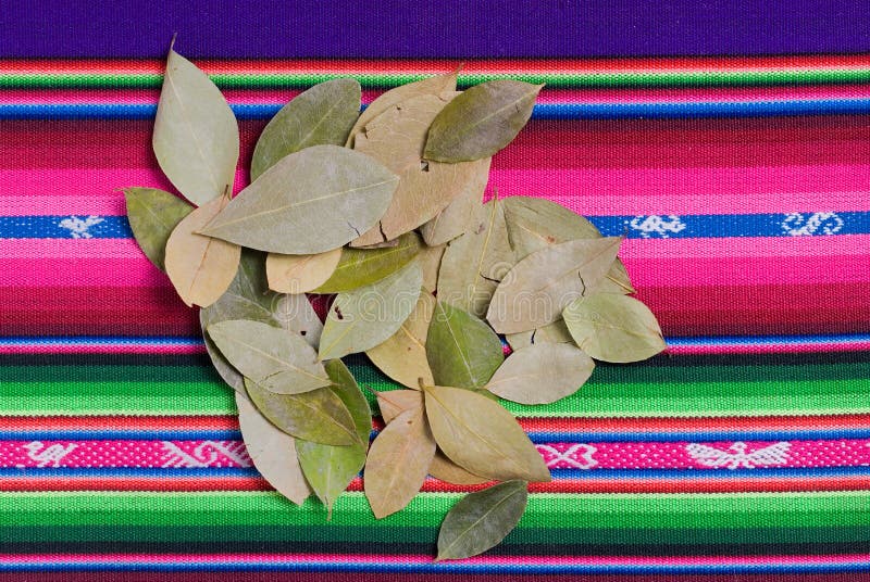 Coca Leaves stock image. Image of cuzco, coca, andes, colour 5178325