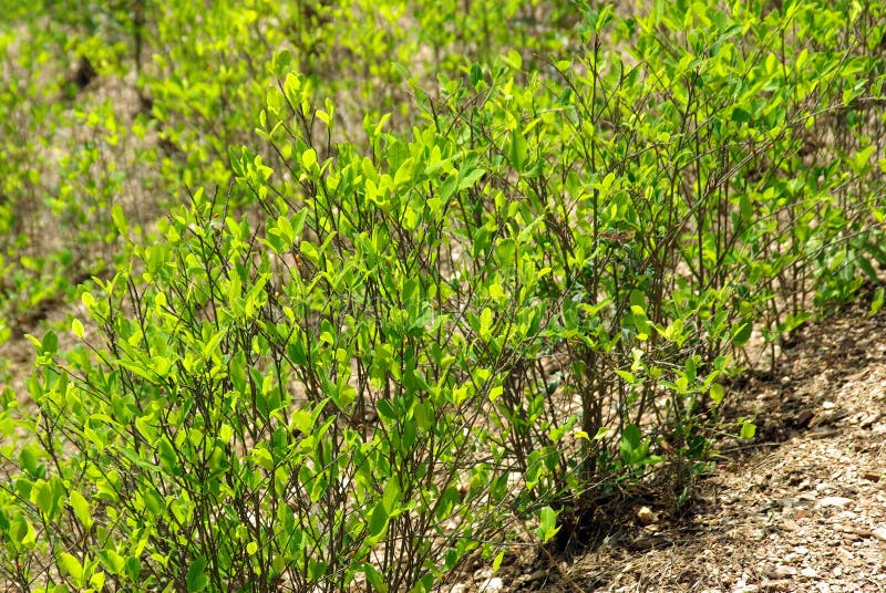 Coca plants, Andes Mountains