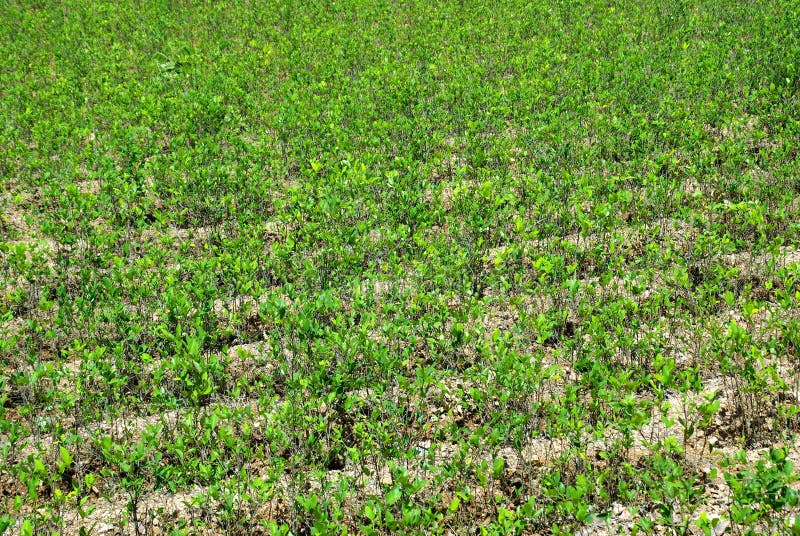 Coca plants, Andes Mountains