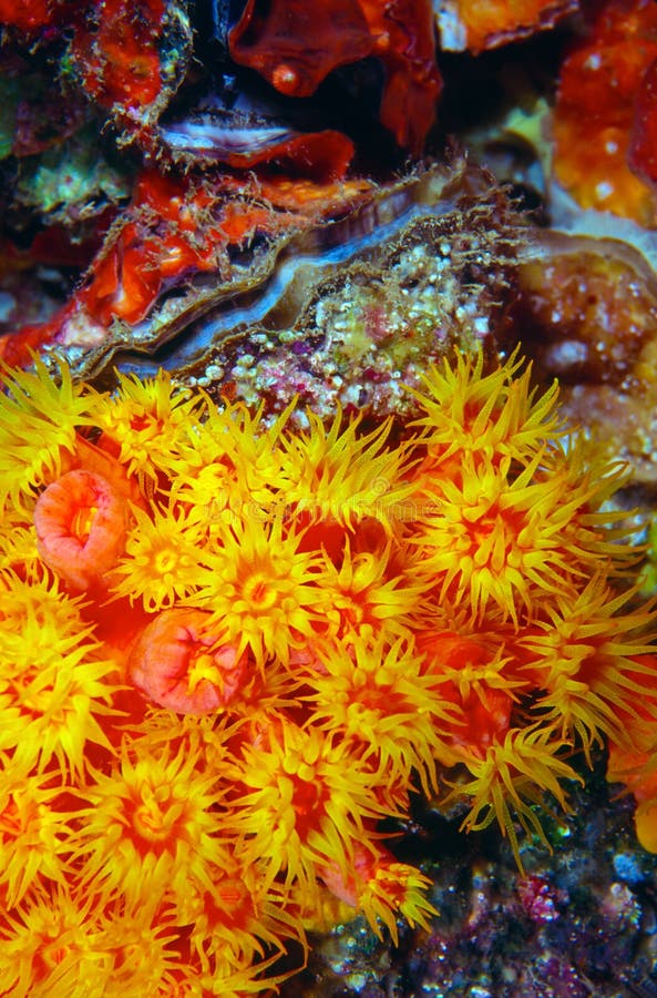 Coccinea et feston de corail de Tubastrea de cuvette orange photos libres de droits Coccinea et feston de corail de Tubastrea de cuvette orange photos libres de droits