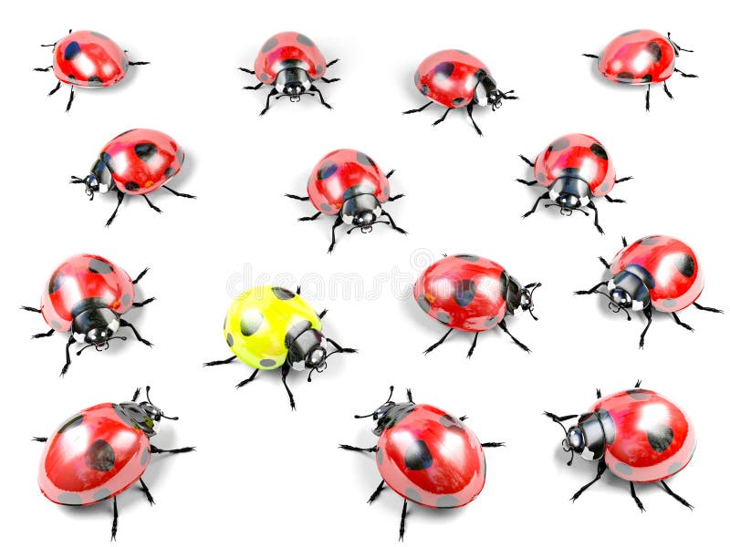 coccinella gialla cento coccinella gialla cento