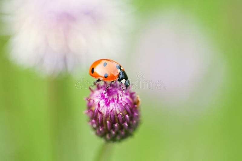 Coccinella rossa Coccinella su un fiore blu e viola superiore fotografie stock libere da diritti Coccinella rossa Coccinella su un fiore blu e viola superiore fotografie stock libere da diritti