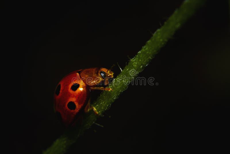 coccinella nera coccinella nera
