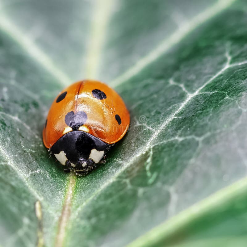 Coccinella Septempunctata Known As Seven Spot Ladybird Seven Spotted