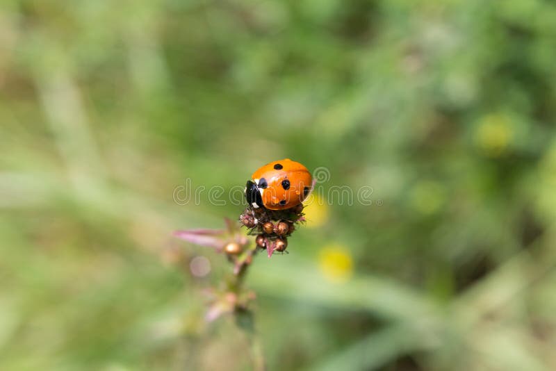 Download Coccinella sopra un gambo fotografia stock. Immagine di punti - 56885966