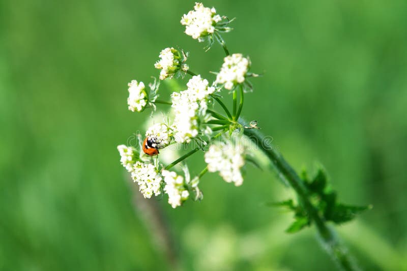 Coccinella su un fiore nel prato immagine stock libera da diritti Coccinella su un fiore nel prato immagine stock libera da diritti