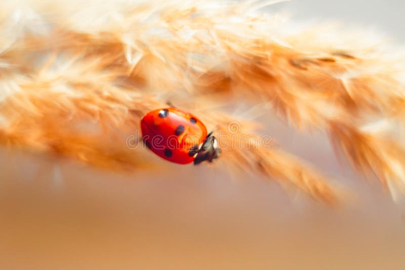coccinella arancione coccinella arancione