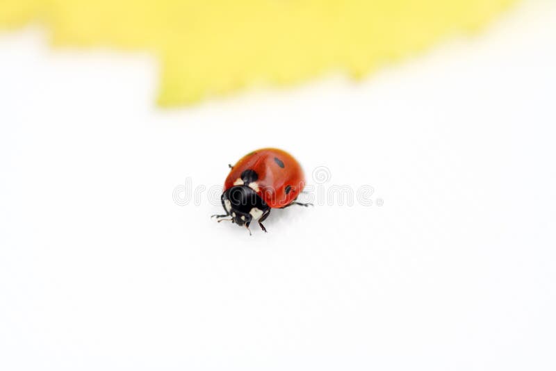 Coccinelle l'explorant images libres de droits Coccinelle l'explorant images libres de droits