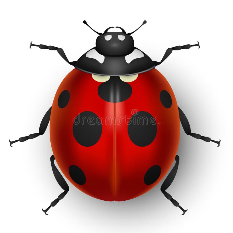 Coccinelle mignonne rouge sur le blanc illustration de vecteur Coccinelle mignonne rouge sur le blanc illustration de vecteur