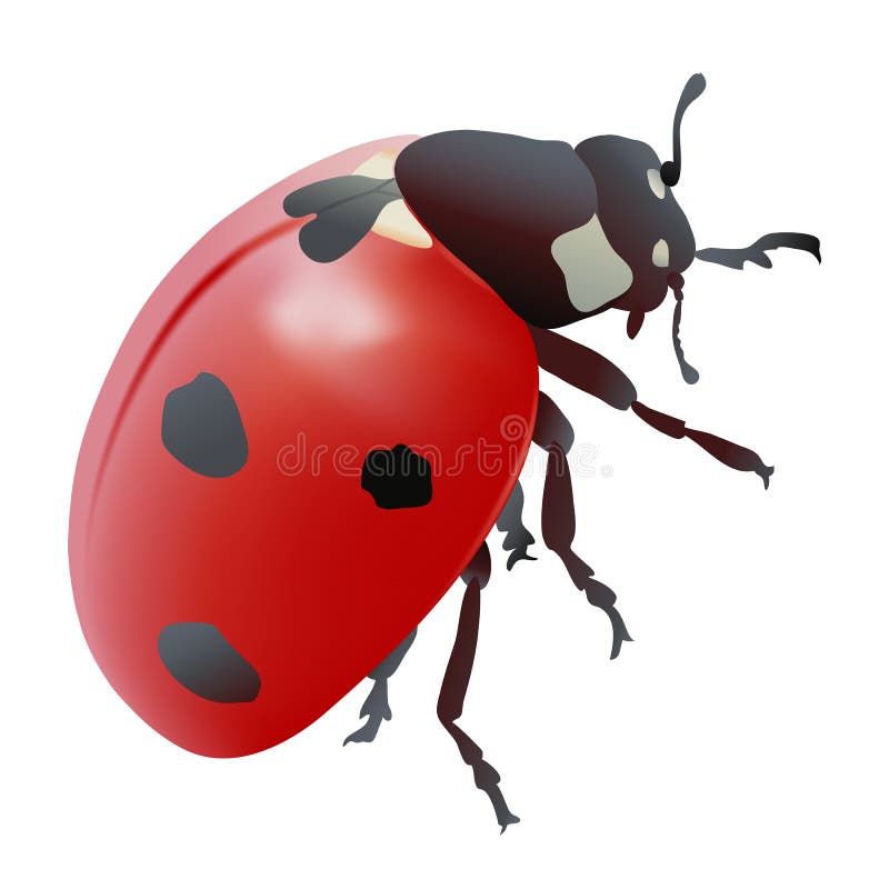 Coccinelle ou Sept-tache Ladybird illustration stock Coccinelle ou Sept-tache Ladybird illustration stock