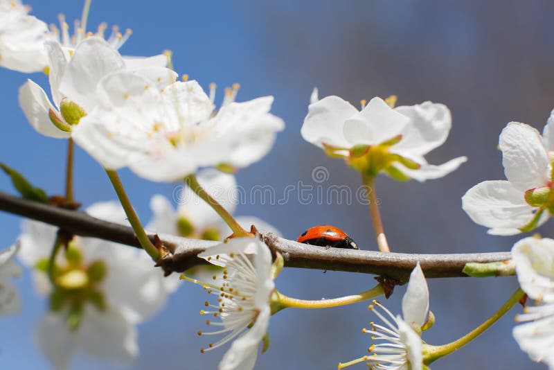 Coccinelle sur les branches d'un arbre fruitier de floraison photographie stock libre de droits Coccinelle sur les branches d'un arbre fruitier de floraison photographie stock libre de droits
