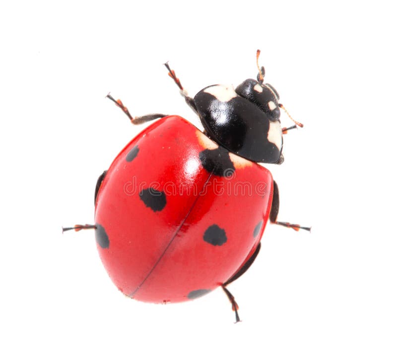 Coccinelle sur fond blanc. macro image libre de droits