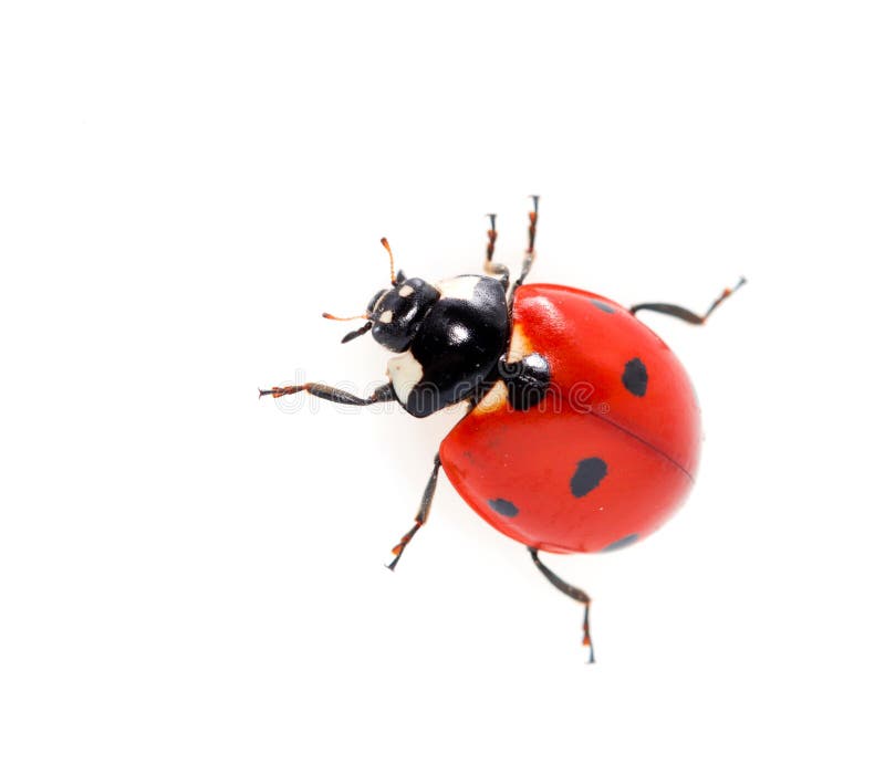 Coccinelle sur un fond blanc Macro images stock
