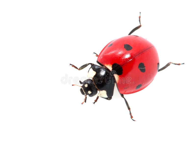 Coccinelle sur fond blanc. macro photos libres de droits