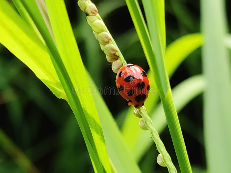 Coccinellidae also called & x22;ladybirds& x22; royalty free stock image Coccinellidae also called & x22;ladybirds& x22; royalty free stock image