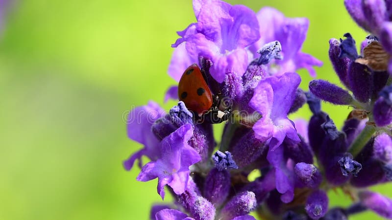Coccinellidae de coccinelle sur fleurs de lavande violette banque de vidéos