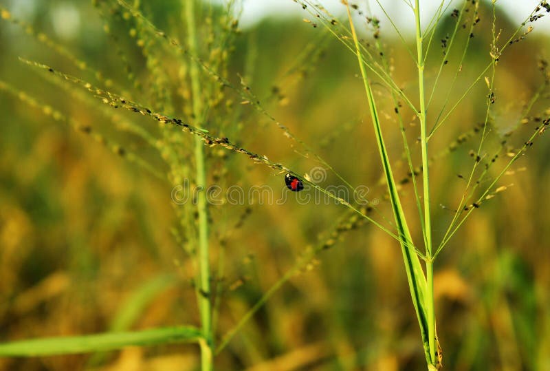 Coccinellidae ladybug nel sobborgo di hong kong. Foto scattata a hong kong