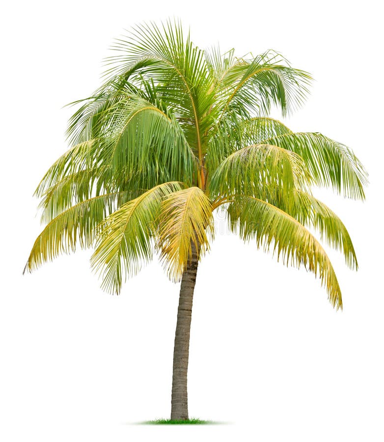 Cocco immagini stock Cocco immagini stock