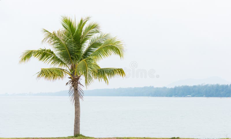 Cocco e mare fotografia stock Cocco e mare fotografia stock