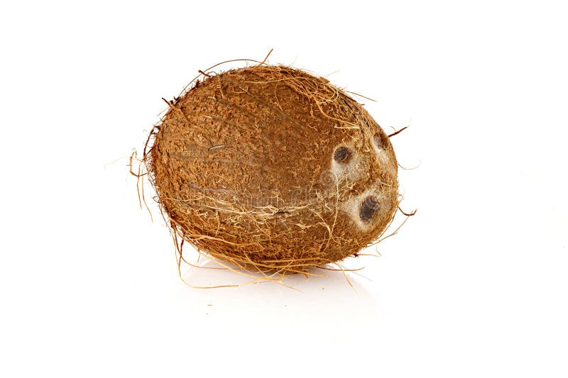 Cocco greggio fresco isolato su fondo bianco. profondità di campo completa. chiudere