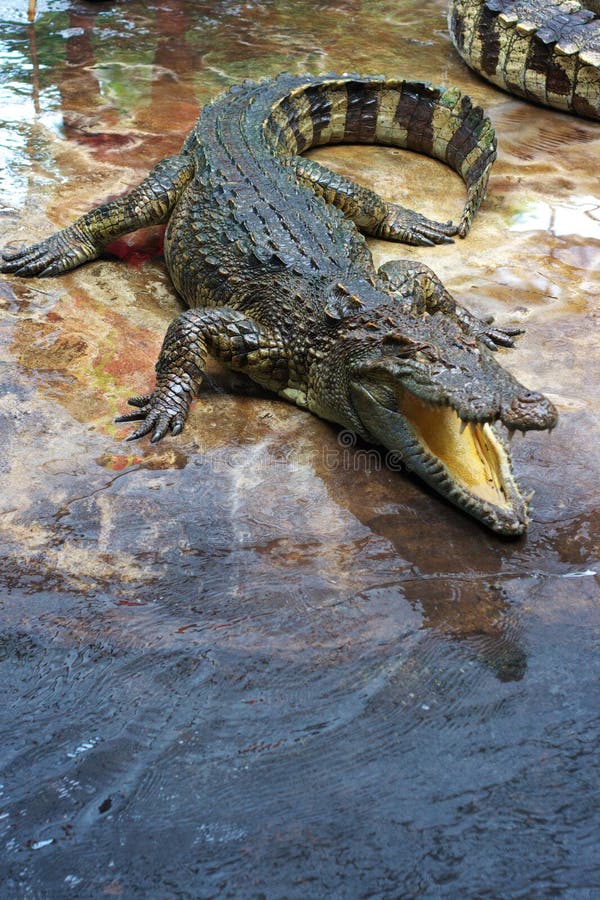 Coccodrillo Coccodrillo