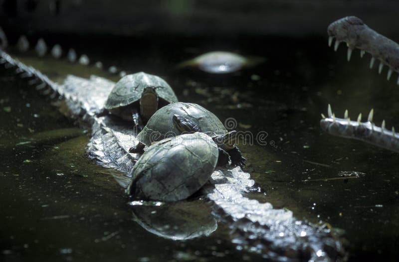 COCCODRILLO ANIMALE DELLA TARTARUGA DELL'ASIA INDONESIA BALI REPTIL fotografie stock libere da diritti COCCODRILLO ANIMALE DELLA TARTARUGA DELL'ASIA INDONESIA BALI REPTIL fotografie stock libere da diritti