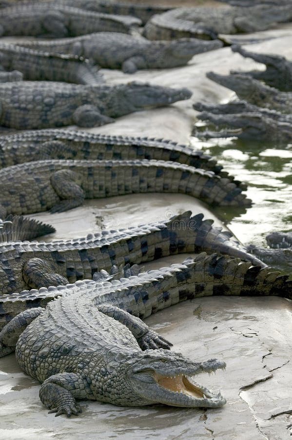 Крокодилы в соленой воде. Гималайский крокодил.