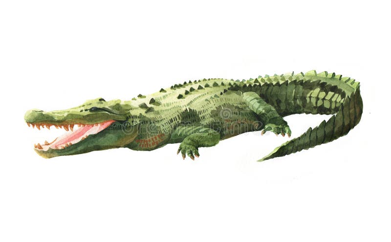 Coccodrillo dell'acquerello, animale tropicale dell'alligatore isolato su un fondo bianco