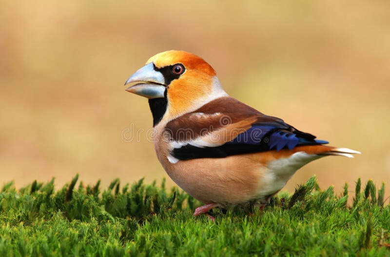 Coccothraustes masculino do Coccothraustes do Grosbeak imagem de stock Coccothraustes masculino do Coccothraustes do Grosbeak imagem de stock