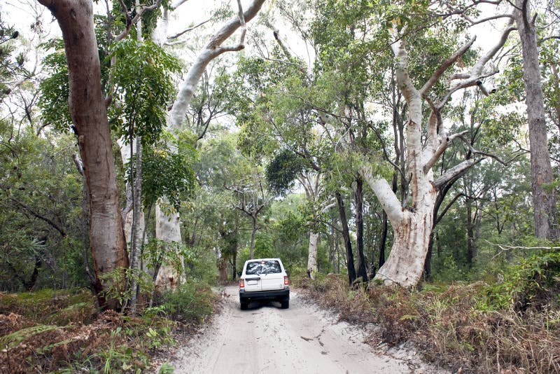 Coche En Los Bosques De La Selva De La Isla De Fraser Foto de archivo